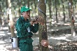 VRG sẽ lập sàn giao dịch cao su cuối năm 2016
